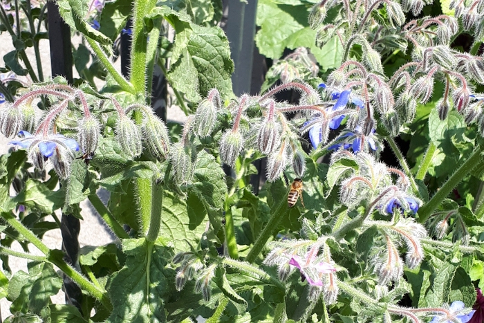 Eine Biene sammelt auf einer Borretsch-Pflanze Nektar ein und sorgt gleichzeitig für Bestäubung