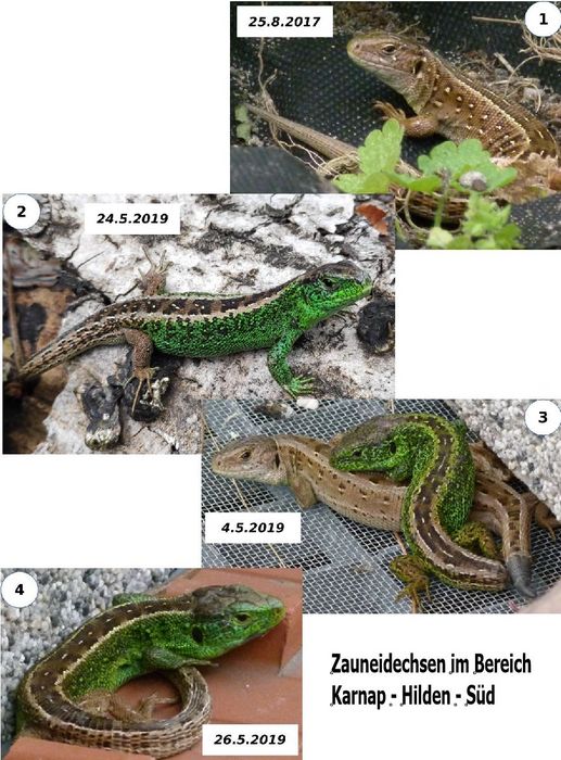Zauneidechsen - Reptil  des Jahres - bedroht