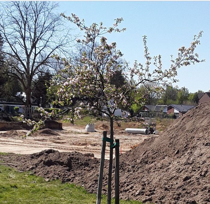 Das Apfelbäumchen der Hoffnung in Hilden blüht inmitten einer Bauwüste, wo die Erdarbeiten zur Vorbereitung einer massiven Bebauung auf einem ehemaligen Schulgelände stattfindeng